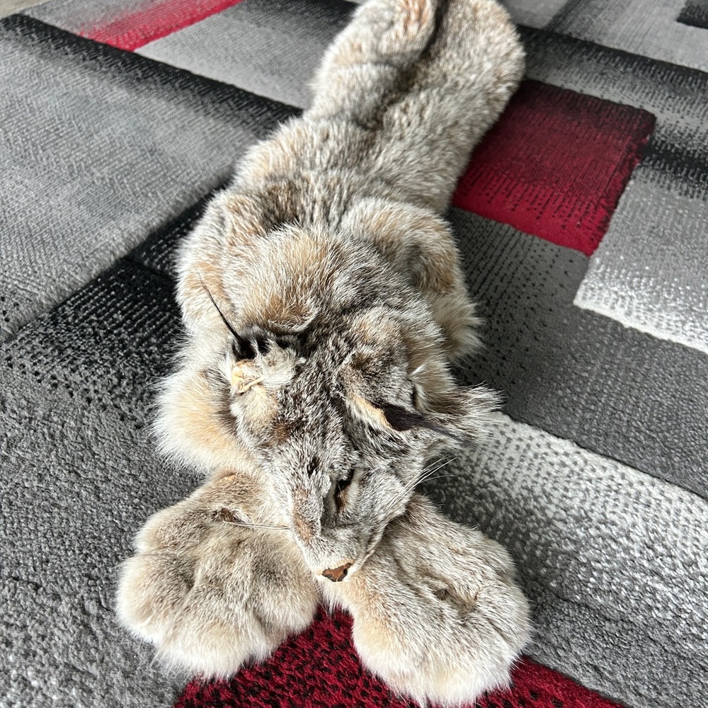 Luxurious Lynx Pelt